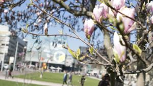 Erste Knospen erblühen im Schlosspark Stuttgart. Foto: 7aktuell.de/Andreas Friedrichs