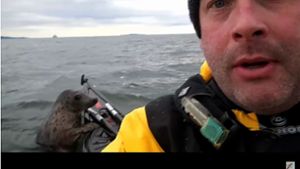 Alistair Forrest traut seinen Augen kaum: Beim Kajak-Ausflug nahe der schottischen Nordseeküste versucht eine wilde Robbe unerschrocken sein Kajak zu entern. Foto: Screenshot/Youtube_Thekayakingkid