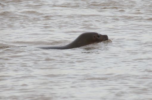 Im Rhein ist am Montag eine Robbe entdeckt worden, Süßwasser ist kein Problem für das Tier. Foto: dpa/David Young