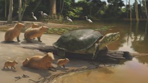 Tübinger Forscher finden riesige fossile Wasserschildkröte