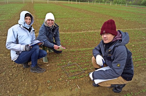 Von links: Julia Bader, Ellen Boland und Lukas Bär bei den  Linsenpflanzen auf dem Feld Foto: Fritzsche