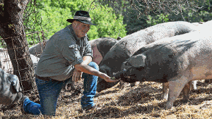 Rudolf Bühler hat Schwein: Seine Schwäbisch-Hällischen Landschweine stehen bei Genießern hoch im Kurs. Foto: Helge Bendl