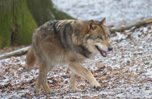 Im Fördergebiet Wolfsprävention Schwarzwald bei Forbach leben derzeit drei Wölfe. (Symbolbild) Foto: IMAGO/Martin Wagner/IMAGO/Martin Wagner