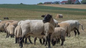 Im Nordschwarzwald sind erneut Schafe gerissen worden (Symbolfoto). Foto: dpa