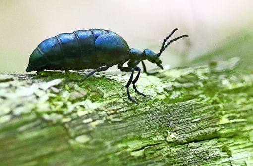 Der Schwarzblaue Ölkäfer  ist  zweifelsohne eines der größten einheimischen Insekten. Foto: Michael Eick