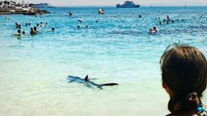 Ein Blauhai macht den Illetes-Strand bei  Palma de Mallorca unsicher. Foto: dpa