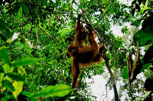 So nah kann man den Orang-Utans auf Sumatra kommen. Foto: Deitmer