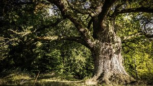 Trotz lauter Bäume im Wald sogar die Reben entdeckt! Foto: Leif Piechowski