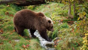Mildes Wetter: Bären in Pyrenäen verzichten auf Winterruhe