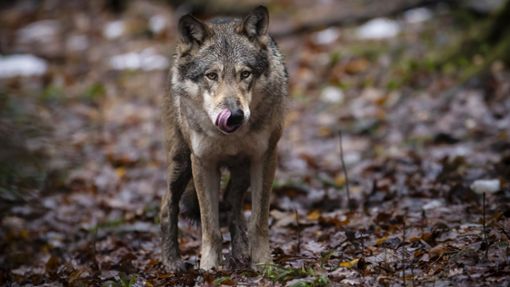 Menschliche Eingriffe beeinflussen den Bestand von Rothirschen stärker als der Wolf. Foto: picture alliance/dpa/KEYSTONE/Michael Buholzer