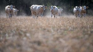 Von wegen grün und  saftig: Kühe weiden auf Foto: dpa
