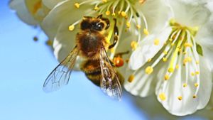 Derzeit werden die Blüten der Obstbäume nur selten von Bienen besucht. Foto: dpa