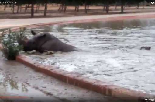 Das Nashornb versucht verzweifelt, aus dem Wasserbecken zu klettern. Foto: Screenshot Youtube / safariramatgan