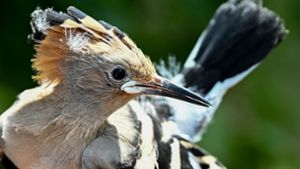 Ein Wiedehopf wird von einem Vogelberinger in Sielmanns Naturlandschaft Döberitzer Heide in der Hand gehalten, um die Küken im Nest beringen und wiegen zu können. Foto: Jens Kalaene/dpa