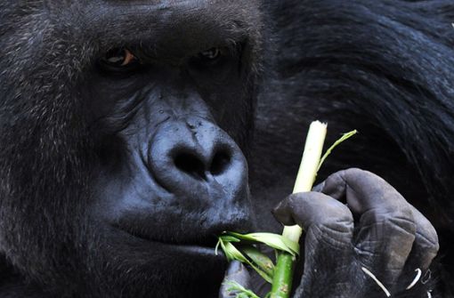 Gorilla-Weibchen suchen sich gezielt einen besonders kräftigen Beschützer aus. Und wenn der die Ansprüche nicht erfüllt, muss er damit rechnen, verlassen zu werden. Foto: dpa/Filip Singer