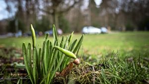 Am Waldfriedhof zeigen sich die ersten Osterglocken. Foto: Lichtgut/Max Kovalenko