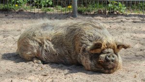 Die Kune-Kune-Schweine sind neu in der Wilhelma Stuttgart. Foto: Wilhelma Stuttgart