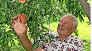 Statt auf Zwetschgen setzt der Landwirt Helmut Krauß auf Pfirsiche und Aprikosen Foto: factum/Weise