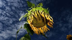 Wie dieser verwelkten Sonnenblume auf einem Feld in Nordrhein-Westfalen ergeht es derzeit allen Pflanzen. Die Dauerhitze wird für die Natur zum Stresstest. Foto: dpa