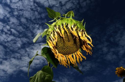 Wie dieser verwelkten Sonnenblume auf einem Feld in Nordrhein-Westfalen ergeht es derzeit allen Pflanzen. Die Dauerhitze wird für die Natur zum Stresstest. Foto: dpa
