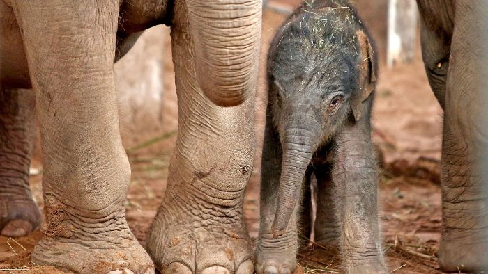 Zoo stellt Video von Elefanten-Geburt ins Netz