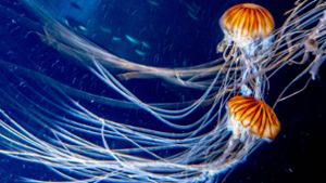 Kompassquallen (Chrysaora hysoscella)  schweben in einem Aquarium im Meereskundesmuseum Ozeaneum in  Stralsund. Quallen gehören zu den ältesten Lebewesen im Meer und existierten schon im Erdzeitalter des Kabriums (541 bis vor 485 Millionen Jahren). Sie überlebten auch das Massensterben im Silur. Foto: Imago/photo2000