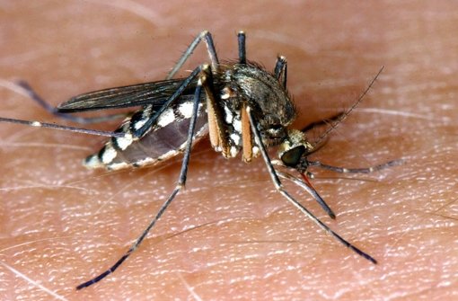 Ein Mückenstich allein ist schon unangenehm genug – aber die Stechmücke überträgt zudem noch etliche Krankheiten Foto: dpa