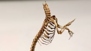 Beamten entdeckten das Skelett. Foto: dpa/---
