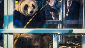 Da machte der Panda große Augen: Mit einem Großaufgebot an Fotografen und Schaulustigen wurden die chinesischen Riesenpandas Wu Wen und Xing Ya in Amsterdam empfangen... Foto: ANP