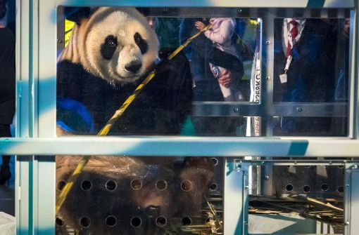Da machte der Panda große Augen: Mit einem Großaufgebot an Fotografen und Schaulustigen wurden die chinesischen Riesenpandas Wu Wen und Xing Ya in Amsterdam empfangen... Foto: ANP