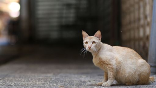 Eine Katze sitzt an einer menschenleeren Straße. Auf Zypern starben Analysen zufolge seit Jahresbeginn tausende Katzen an einem aggressiver gewordenen Tier-Coronavirus. Foto: Shadi Jarar’ah/APA Images/Zuma Wire/dpa