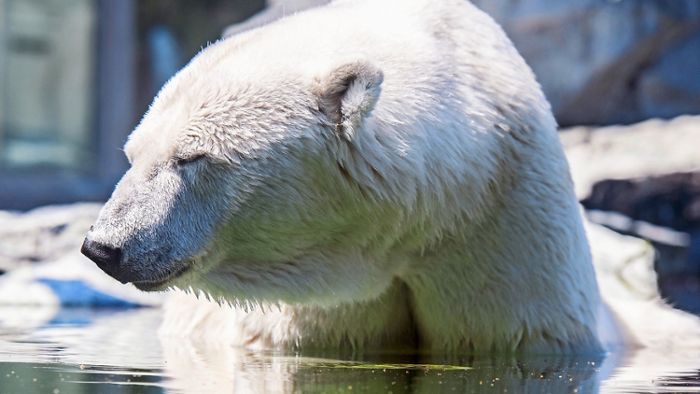 Eisbärin Corinna ruft Tierschützer auf den Plan