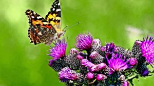 Auch viele Schmetterlingsarten sind bedroht. Foto: stock.adobe/Marion Neuhauß