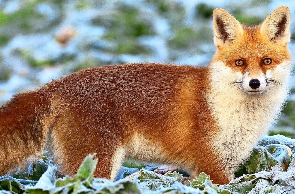 Erkrankt ein Fuchs an der Räude, verliert er oft sein sonst so schönes Fell, und dem Tier droht ein qualvoller Tod. Foto: dpa/Patrick Pleul