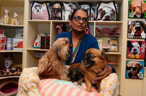 Alles, was das Hundeherz begehrt: Im neuen Luxushotel in der indischen Stadt Gurgaon dürfen sich die flauschigen Vierbeiner auf ein Rundum-Wellnesspaket freuen. Foto: AFP