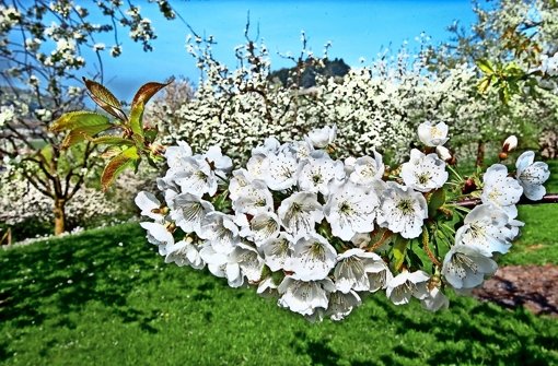 Bis zur Kirschblüte werden noch ein paar Tage vergehen. Gefeiert wird in Göppingen trotzdem.  Foto: Lichtgut/Horst Rudel