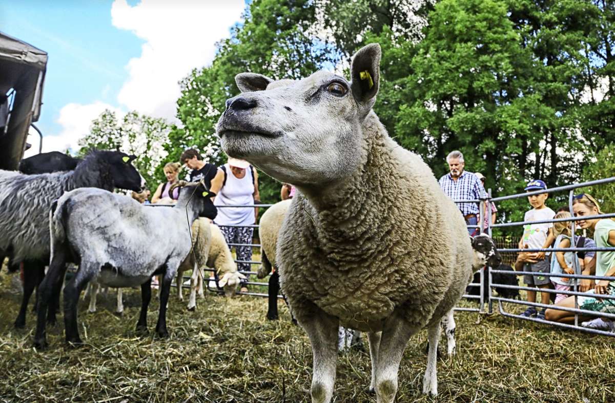 Schafe und ihre Wolle spielten am Wochenende in Gronau die Hauptrolle.