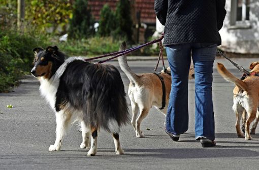Durch die erhöhte Steuer soll die Zahl der Hunde reguliert werden. Foto: Archiv (Werner Kuhnle)