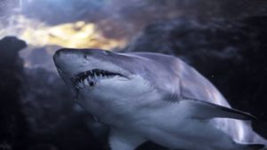 Die 16-Jährige starb nach einer mutmaßlichen Haiattacke. (Symbolbild) Foto: IMAGO/YAY Images/IMAGO/cynoclub