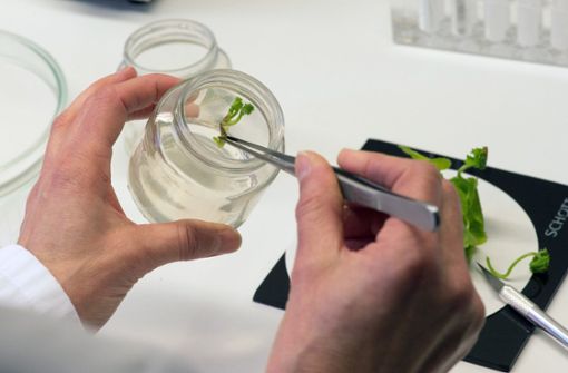 Pflanzenzüchter isolieren einen Pelargoniensetzling für Versuche im Labor. Foto: dpa-Zentralbild