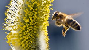 CDU schwärmt aus zum Bienentreff