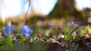 Der relativ unscheinbare Blaustern  gehört wie zahlreiche Frühblüher zur Familie der Spargelgewächse. Foto: Michael Eick