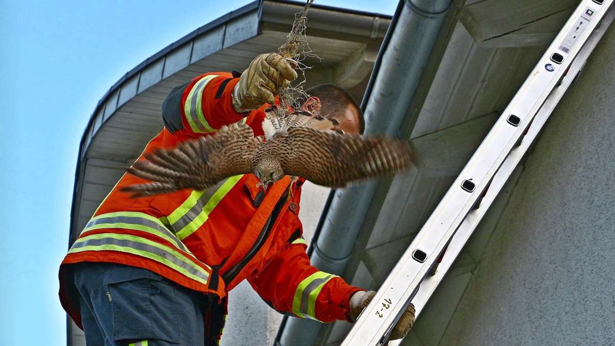 Korntal-Münchingen: Feuerwehr befreit Falken aus Taubennetz