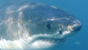Im Mittelmehr ist ein Weißer Hai gesichtet worden (Symbolbild). Foto: EPA