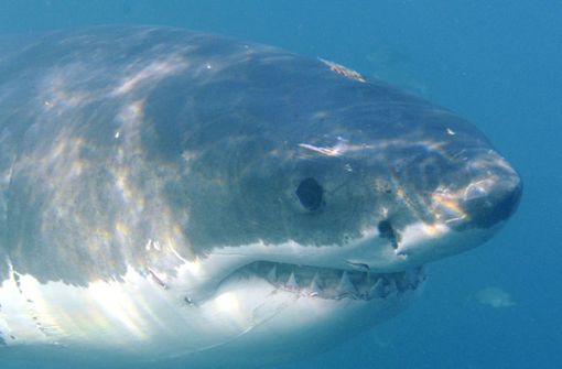 Im Mittelmehr ist ein Weißer Hai gesichtet worden (Symbolbild). Foto: EPA