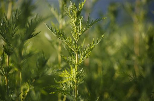 Die Pflanze Artemisia annua enthält zahlreiche Wirkstoffe. Foto: Stoppel