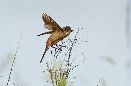 Manchmal startet die Dorngrasmücke zu einem kurzen Singflug. Foto: Michael Eick