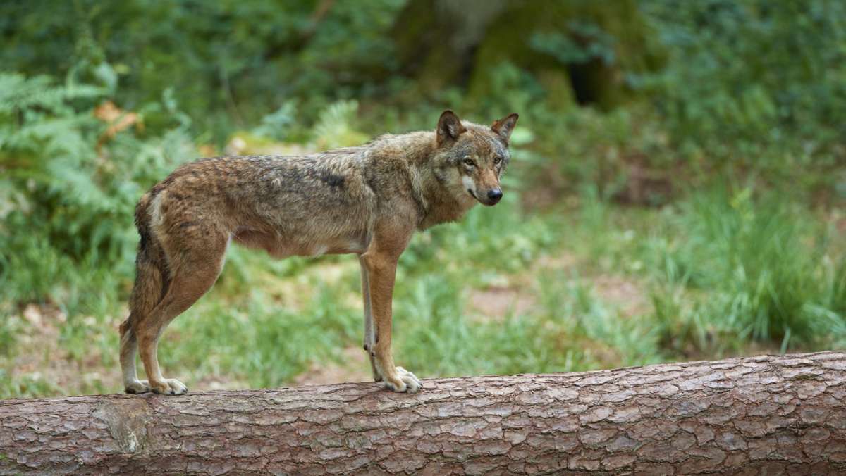 Nach Rissen von Schafen: Umweltministerin Steffi Lemke will Abschuss von Wölfen erleichtern
