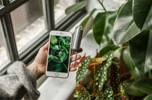 Digitale Hilfe für Hobbygärtner: Ein  Sensor sendet Daten über eine Pflanze ans Smartphone und der Hobbygärtner erfährt dann, ob die Pflanze Wasser braucht oder nicht. Foto: Hersteller