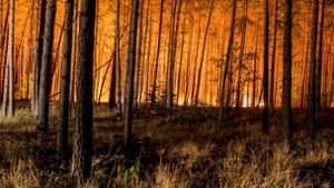 Feuerwehr warnt vor großen Waldbränden